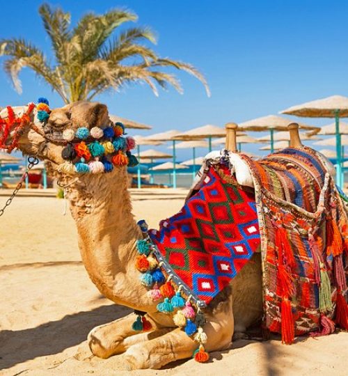 egypt-hurghada-camel-on-beach